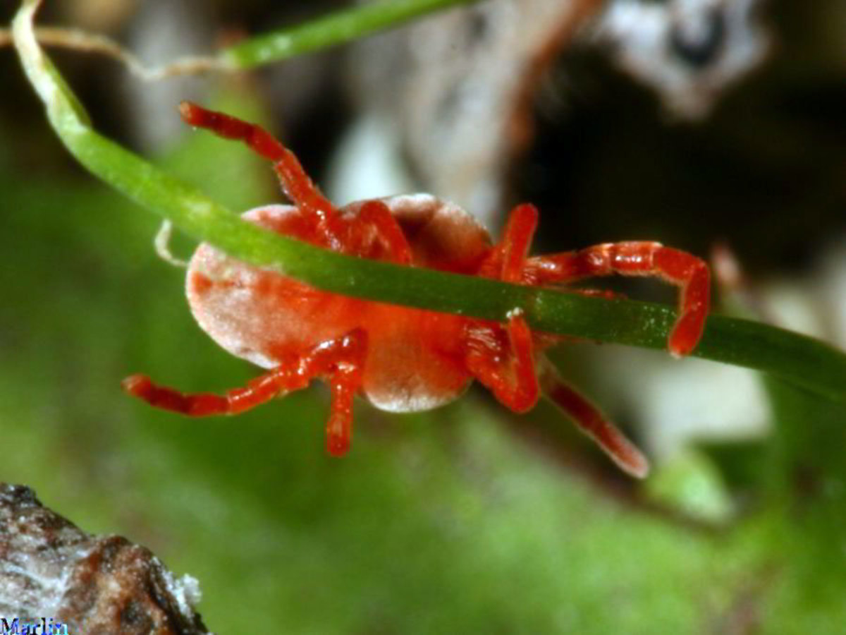 Обыкновенная краснотелка Trombidium holosericeum l.