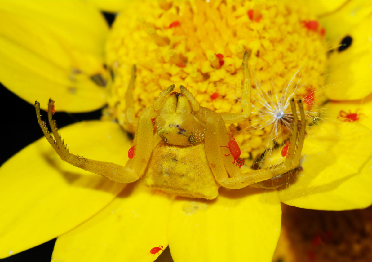 A crab spider (female Thomisus onustus) sharing its flower with velvet mites