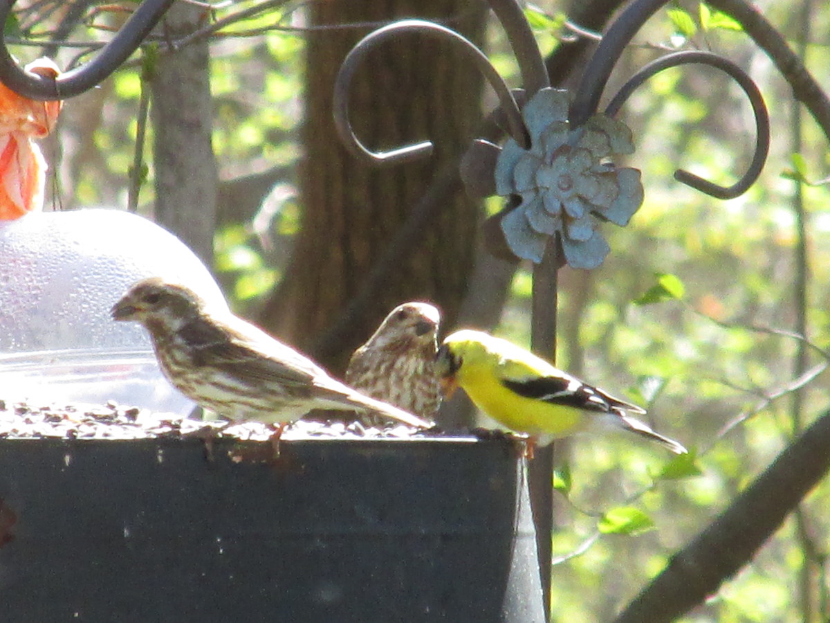 How Do Birds Get Their Colors? HubPages