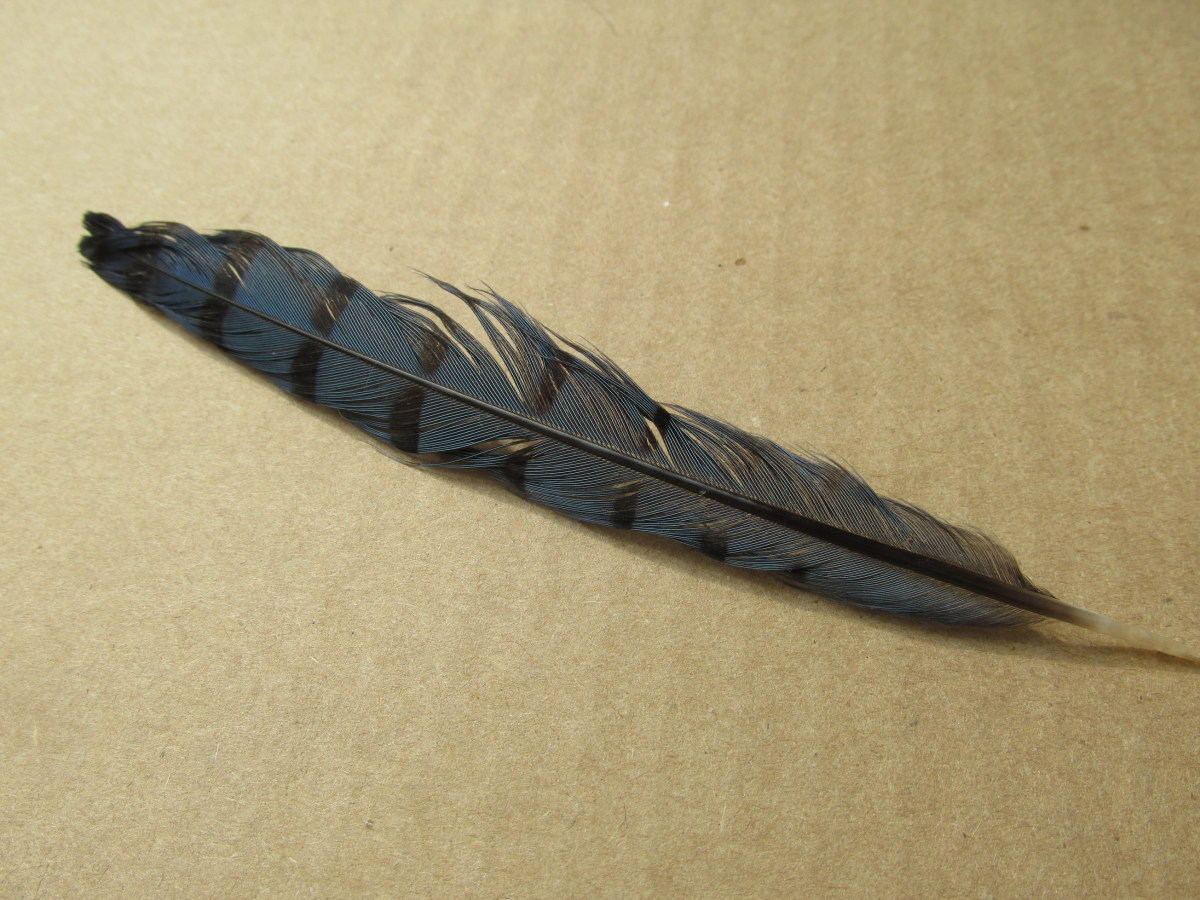 Blue Jay feather, right side up looks blue with black stripes.
