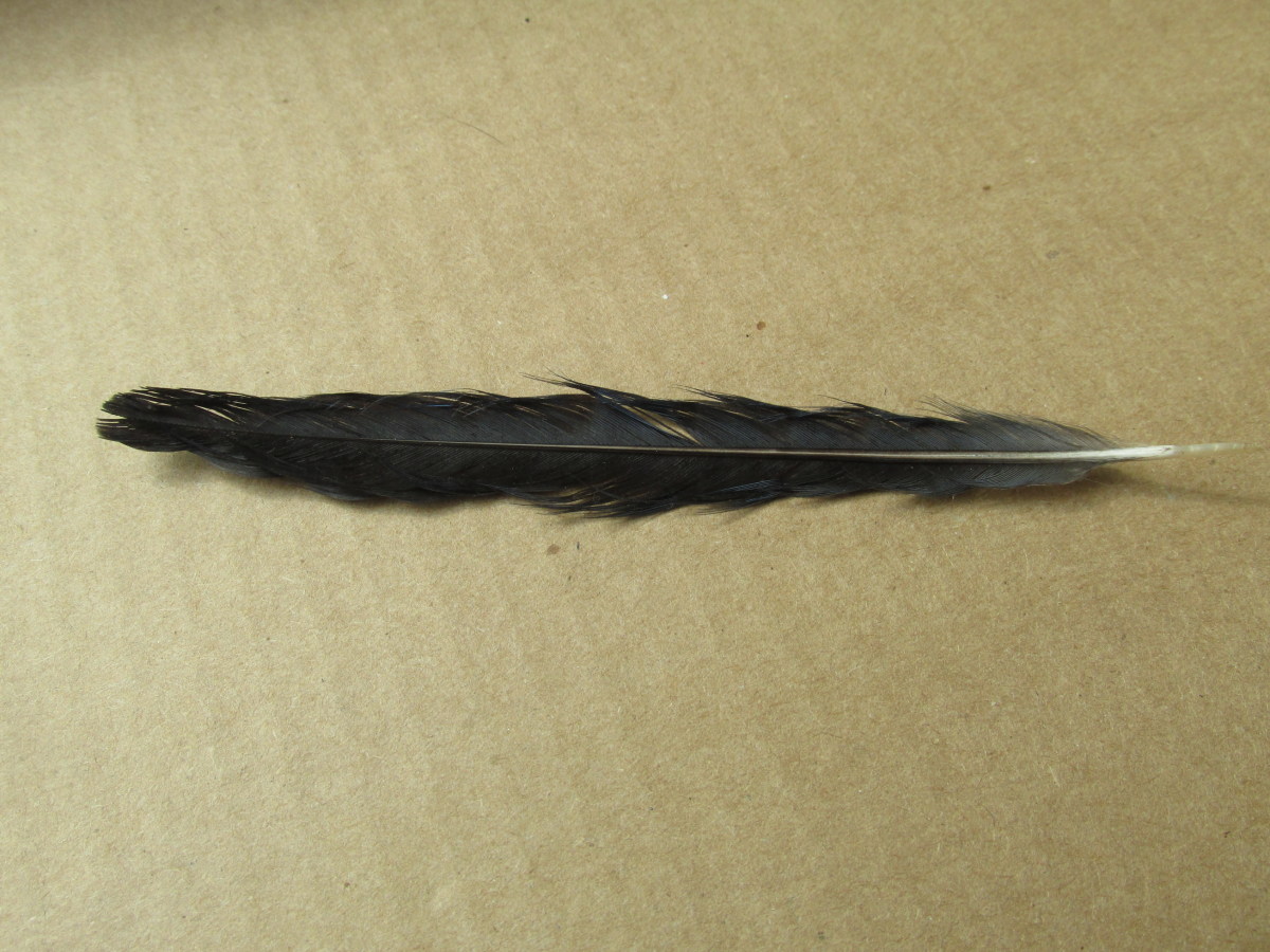 Blue Jay feather, wrong side up looks brownish-black. 