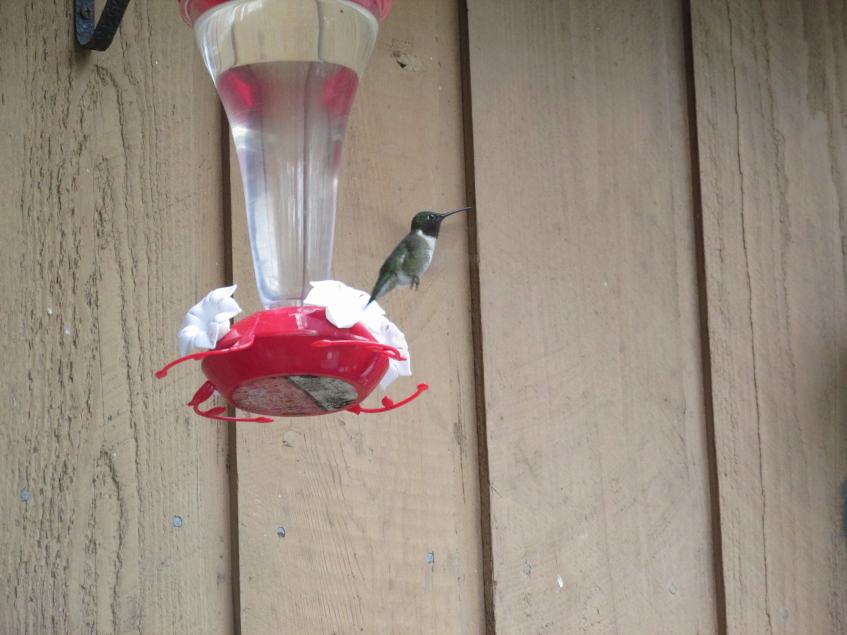 Same Ruby-Throated Hummingbird, but the light is hitting his throat patch at a different angle, and makes it look black. 