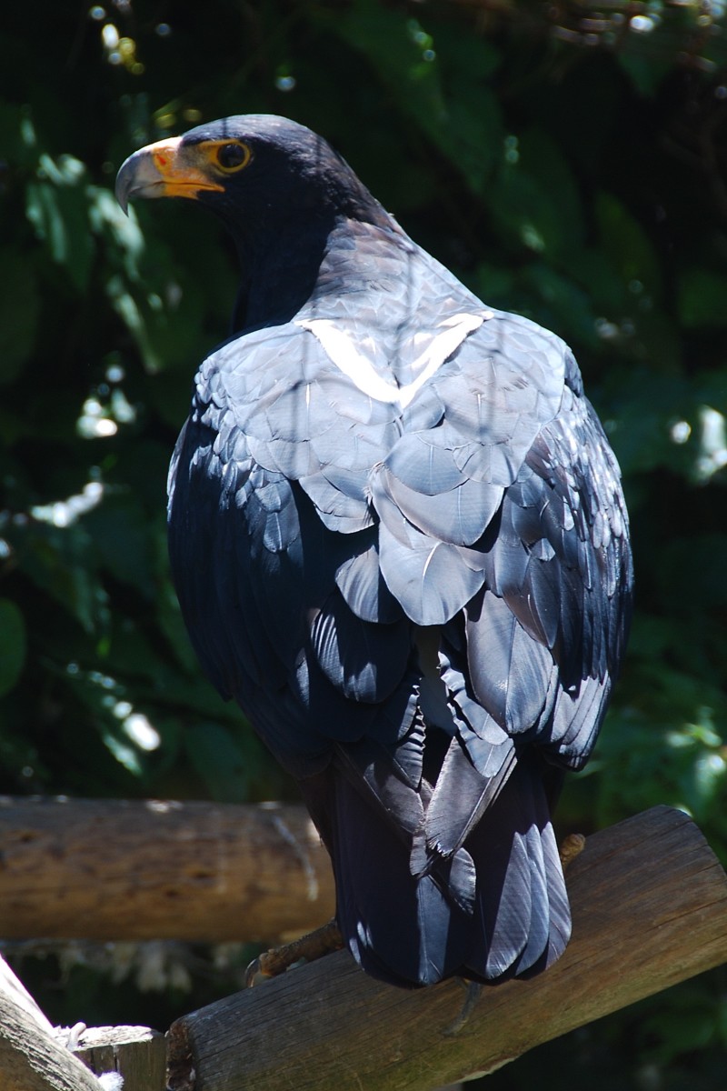 birds-of-prey-the-verreauxs-eagle