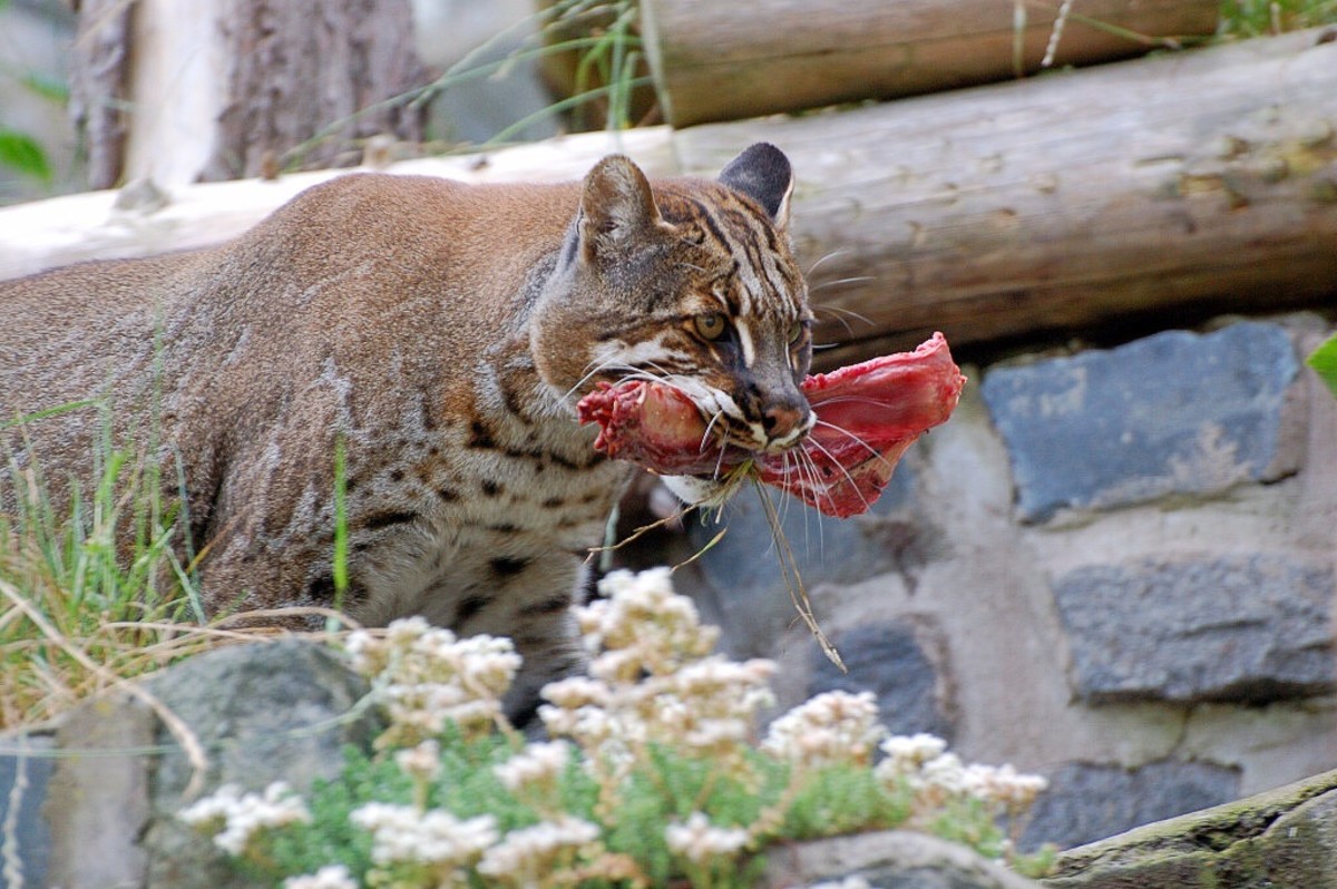 A captive Asian golden cat with meat
