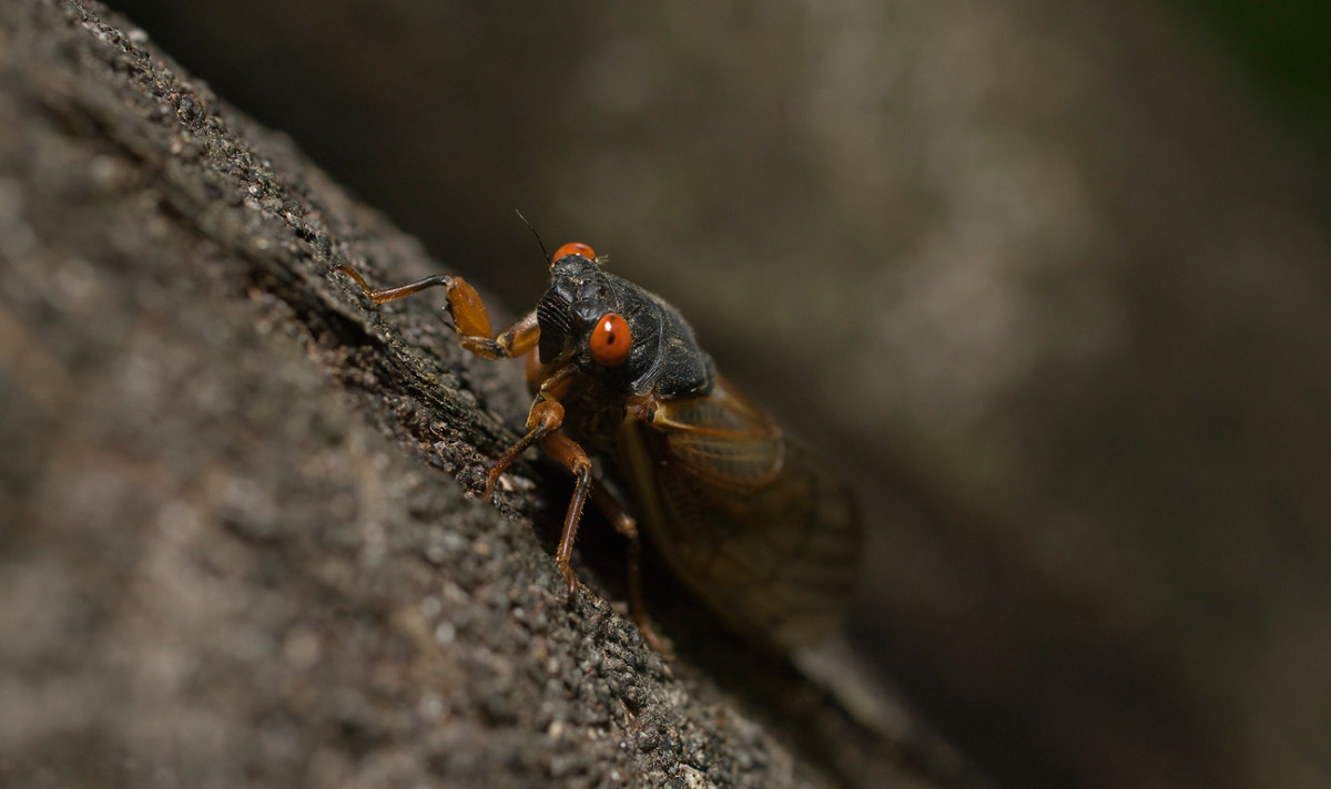 Interesting Facts About Cicadas Owlcation