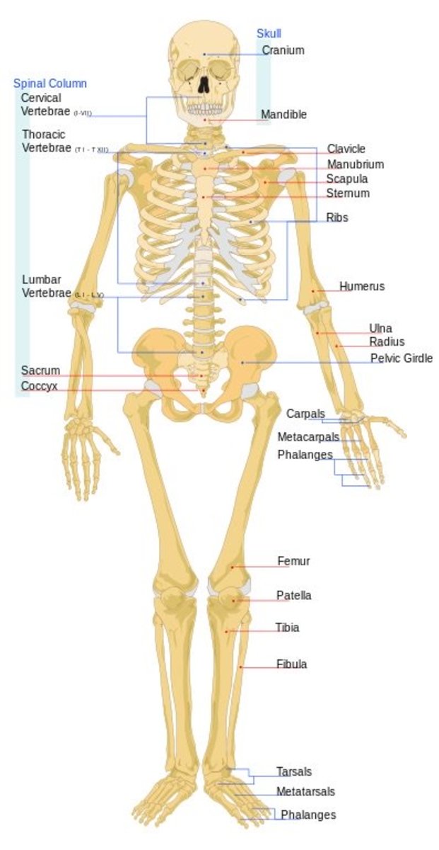Parts of the human skeleton