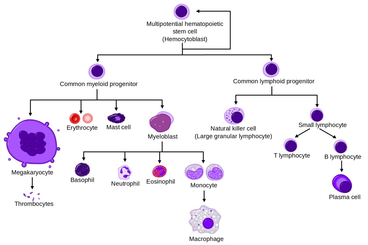 This is a simplified overview of blood cell formation in the bone marrow. Red bone marrow is sometimes known as myeloid tissue.
