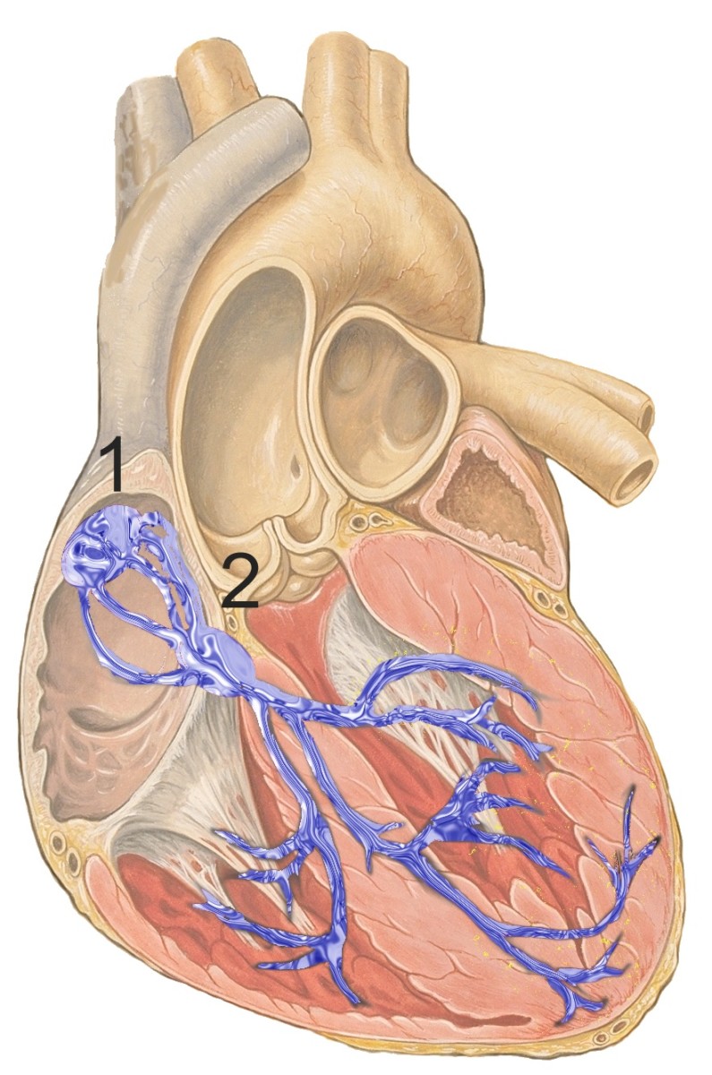 Conduction system of the heart (1 = sinoatrial or SA node; 2 = atrioventricular or AV node)