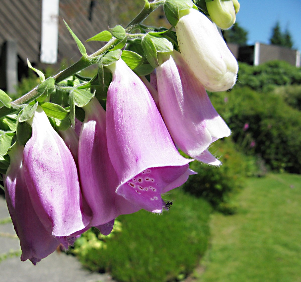 Different colours of foxglove flowers on the same stem