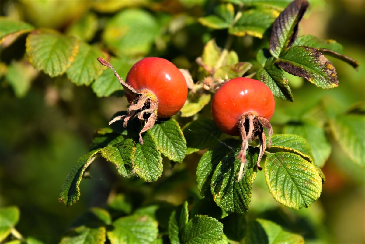 Rose hips and leaves 