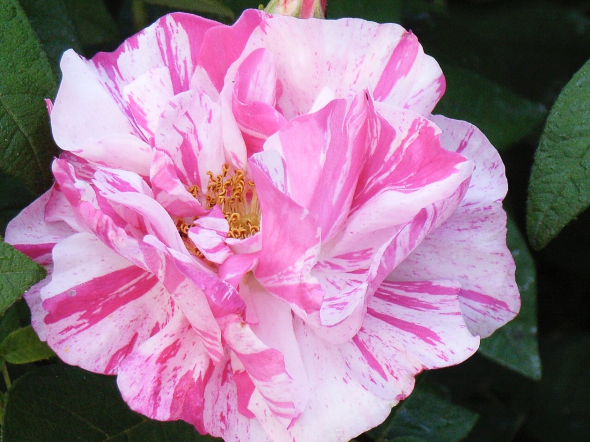 A cultivar of Rosa gallica officinalis, often known as "Rosa mundi"