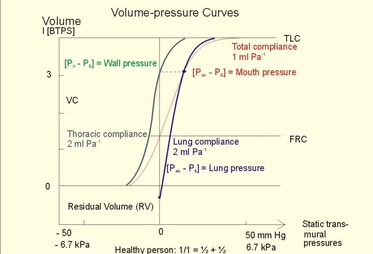 Lung Pressures and Lung Compliance Owlcation