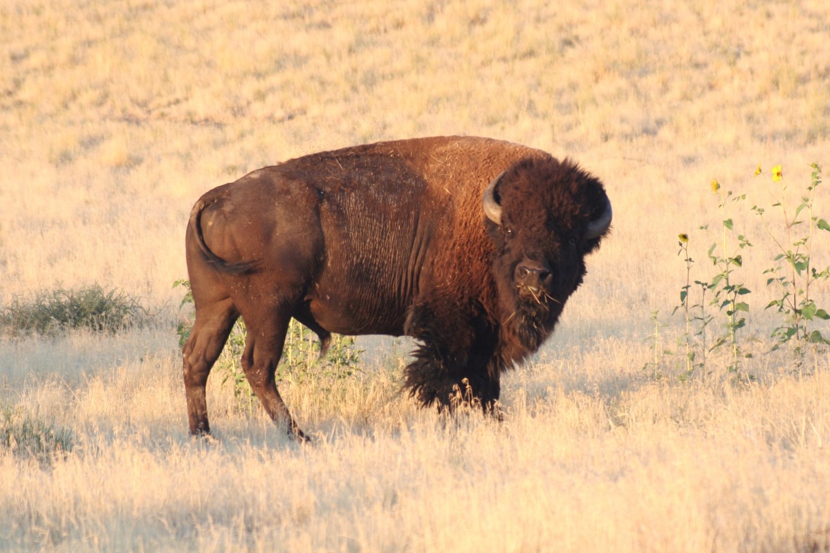 American Bison of Utah