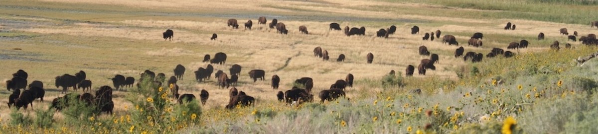 a-look-at-the-american-bison