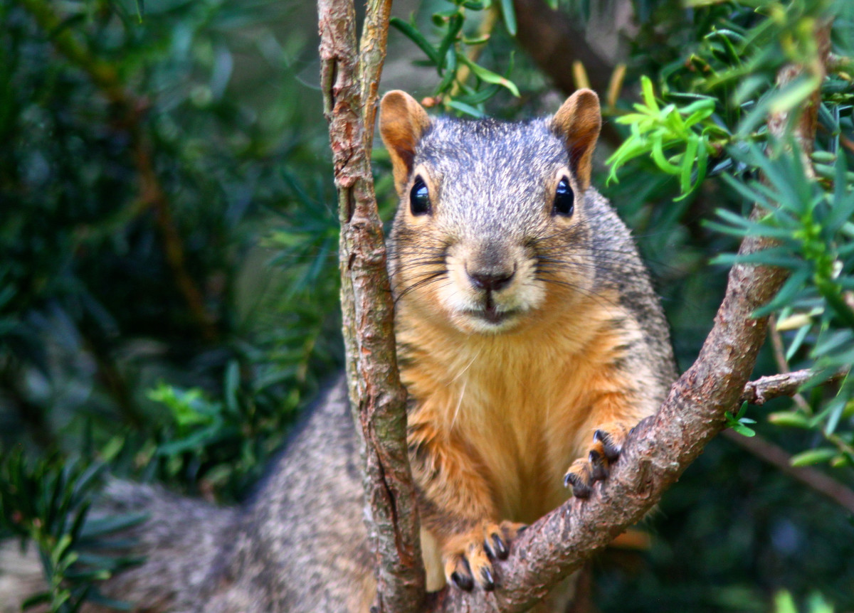 What Squirrels Can Teach Us About Being Human - Letterpile