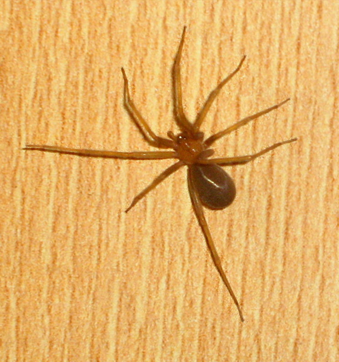 Spider Bites: Scary Skin Staph Stuff - Orange County Pediatric and