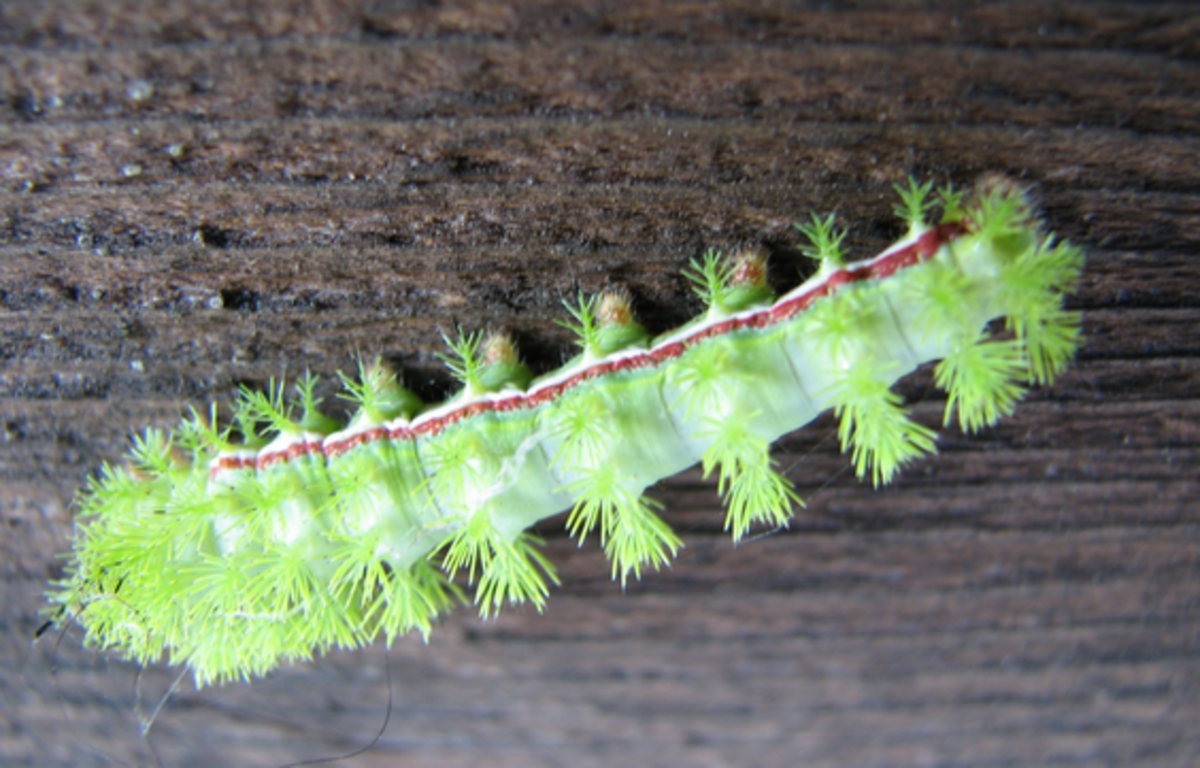 stinging-caterpillar-identification