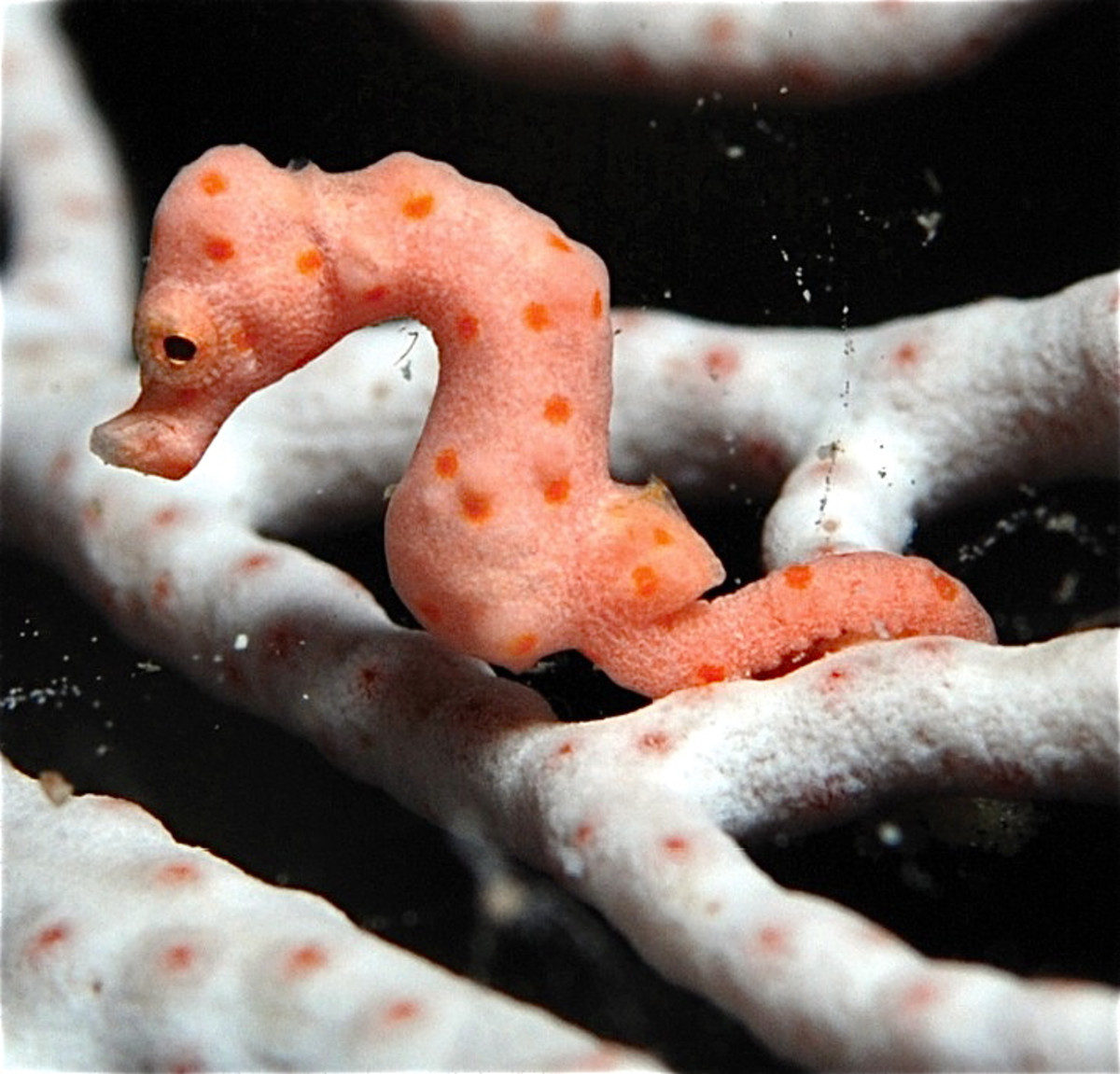 A close-up view of a Denise's pygmy seahorse