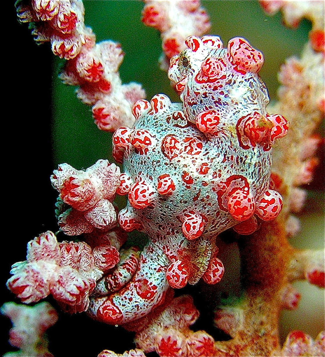 The body of the Bargibant's pygmy seahorse has specks and stripes that resemble those on the sea fan. Its tubercles resemble the polyps of the sea fan.
