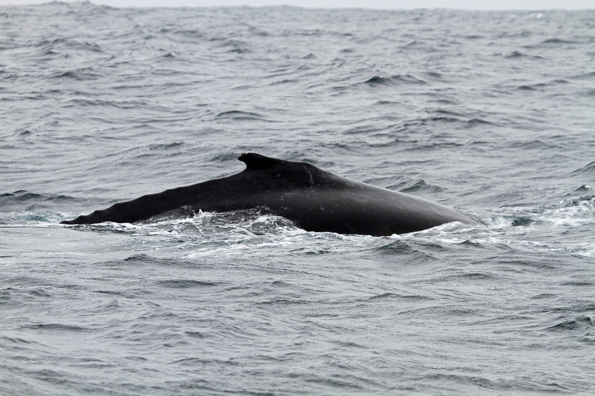 The dorsal fin and the hump of a humpback dolphin