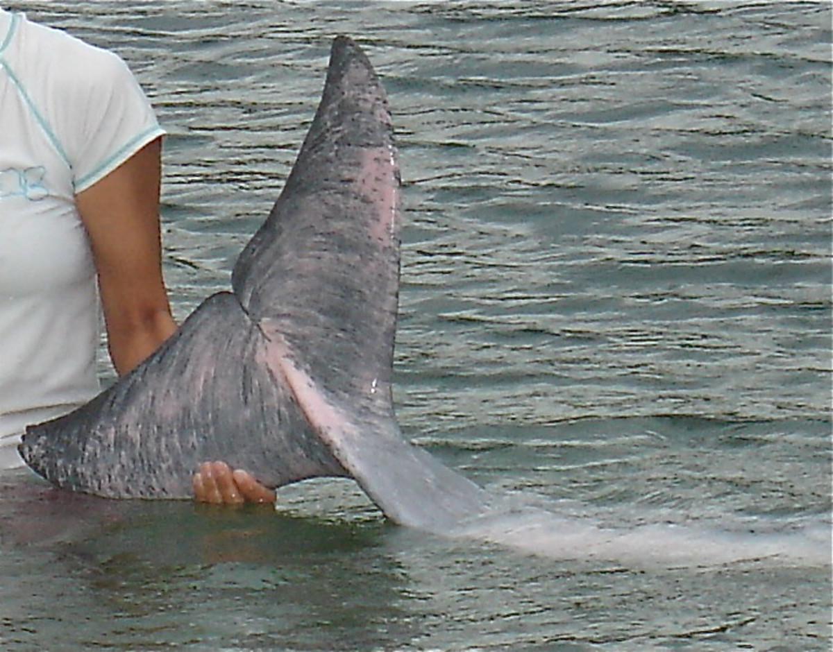 The tail of a Chinese white dolphin showing a grey and pink coloration