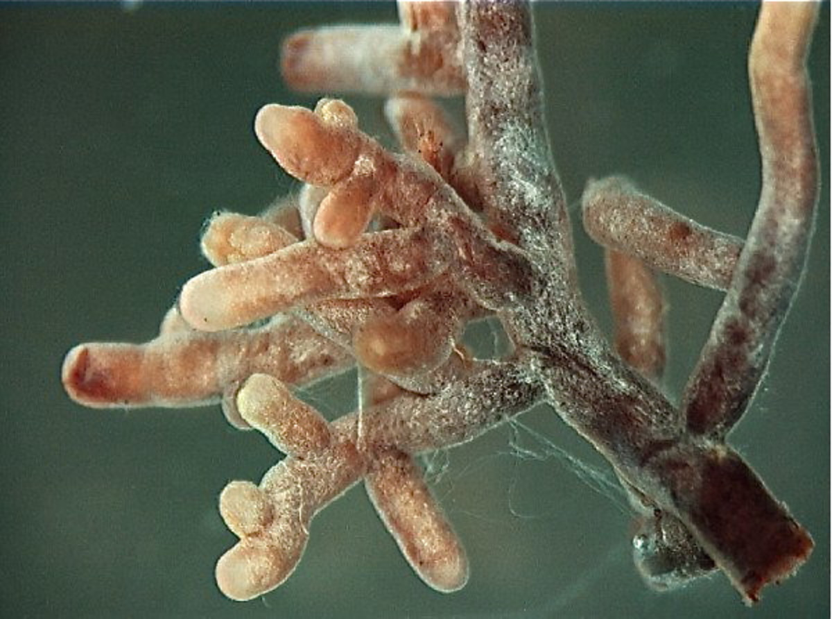 Root tips covered with the white hyphae of Amanita, a mycorrhizal fungus