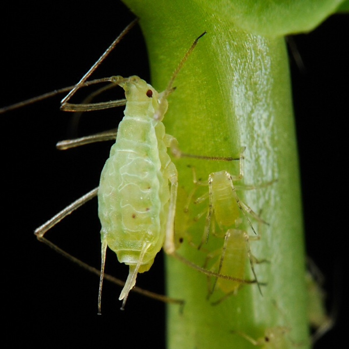The pea aphid: adults and nymphs (immature forms of an aphid)