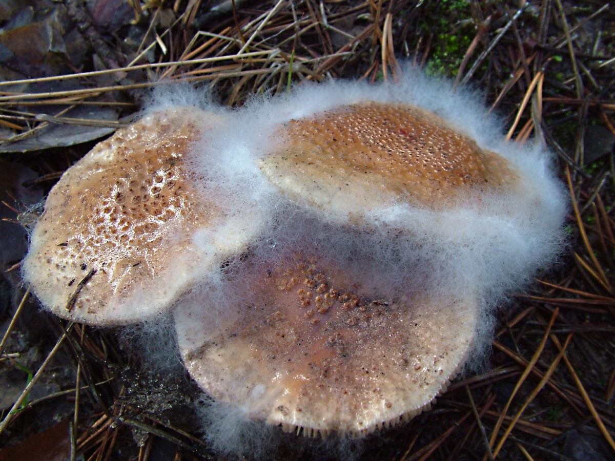 Hyphae of a fungus growing on top of mushrooms