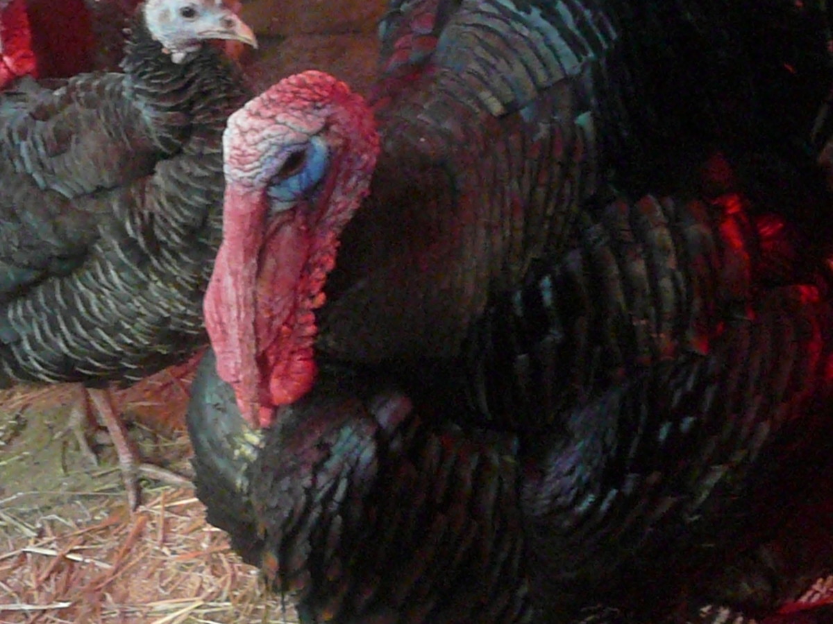 This turkey has given up negative thinking forever.  He lives in an animal sanctuary!