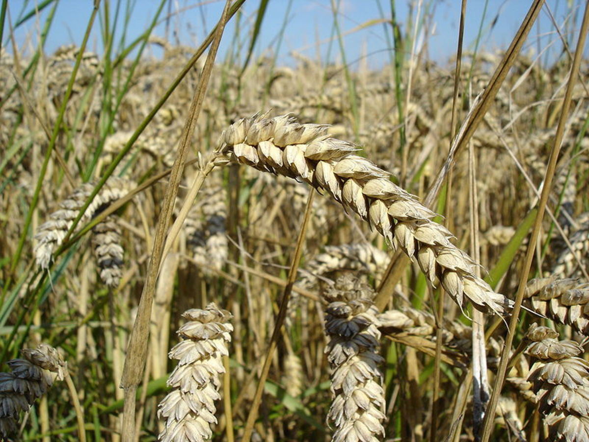 Wheat, while being easy to grow provided our early farming ancestors with less nutrients than their hunter gatherer brethren.