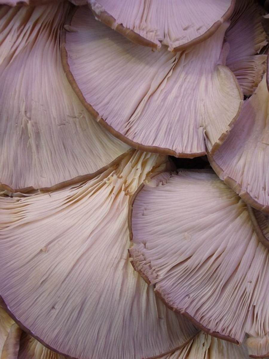 The gills on the underside of oyster mushroom caps
