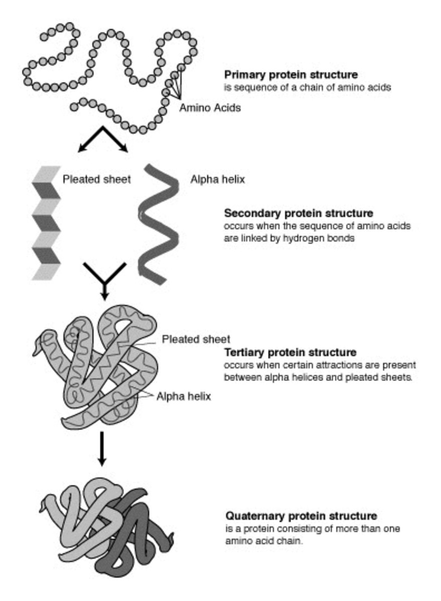 Levels of protein structure