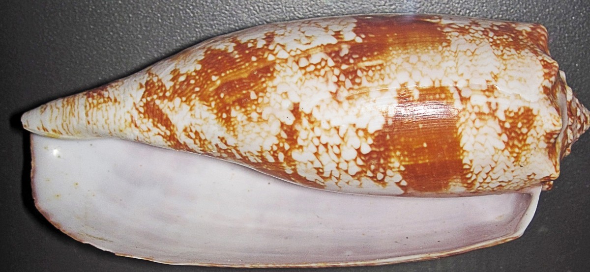 The shell of a geography cone snail