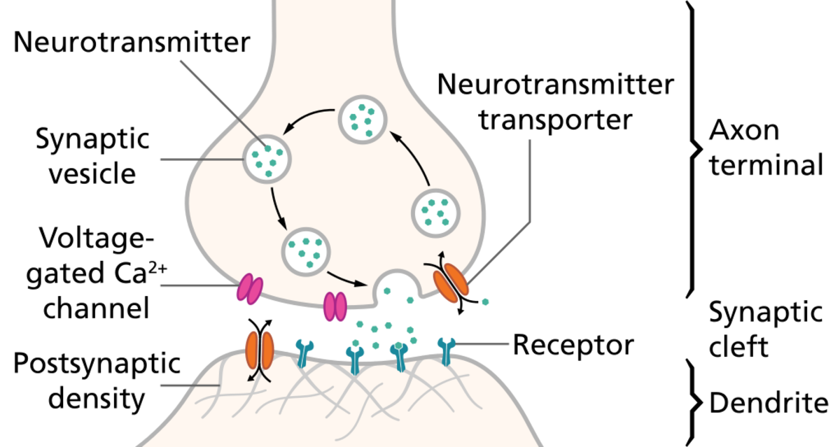 唑可肽抑制参与突触囊泡运动的电压门控钙通道。囊泡通常将神经递质分子释放到突触间隙。