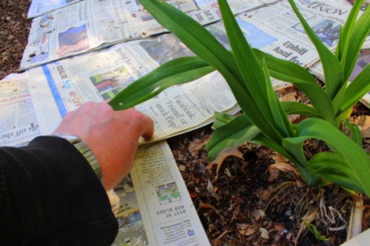 Your garden will need 5–6 layers of newspaper, which should be more than enough to suppress weeds. The paper will biodegrade in time.