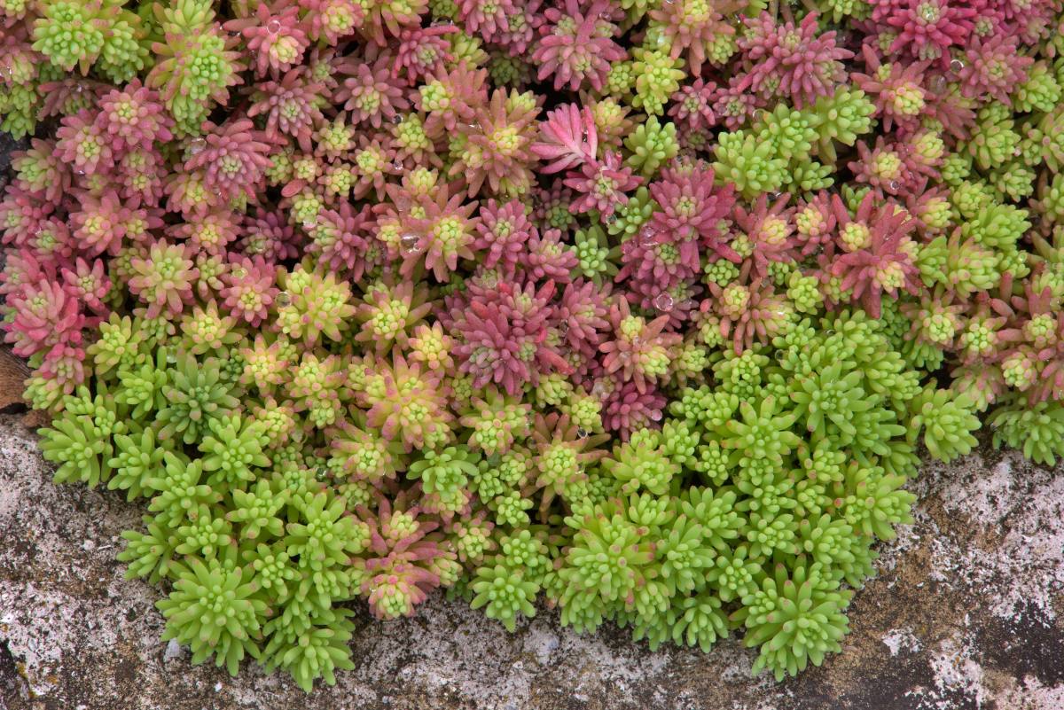 Sedum (mossy stonecrop) will be beautiful for three of the four seasons, but it must be grown in a controlled area, as it has been known to spread and take over areas.