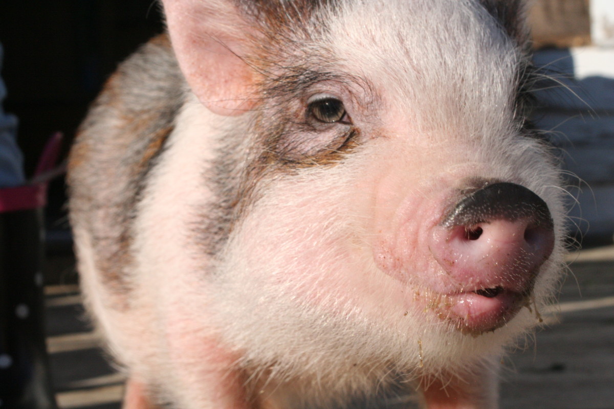 My Experience of Owning a Pet Pig - PetHelpful - By fellow animal