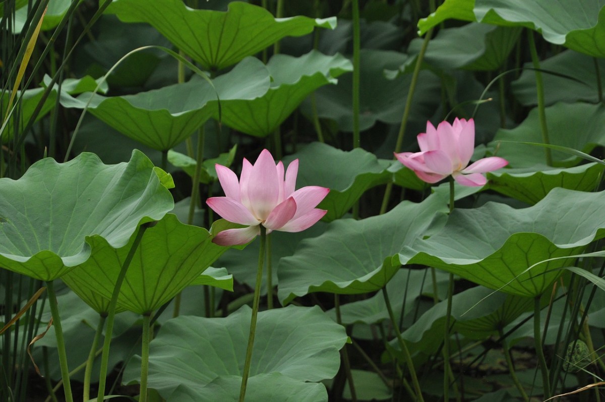 A Guide to Edible Aquatic Plants Dengarden