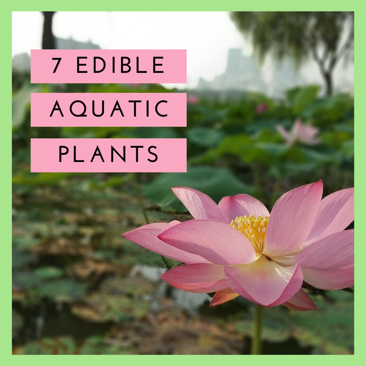 This article will provide a list of delicious edible aquatic plants to grow in your pond or backyard water feature.