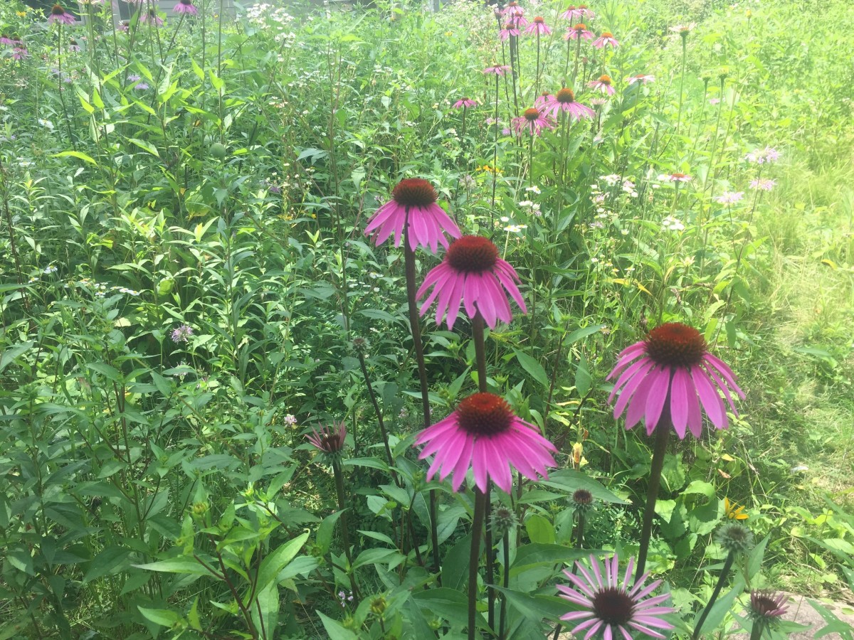 Purple coneflowers growing at Wehr Nature Center in Franklin, WI. 