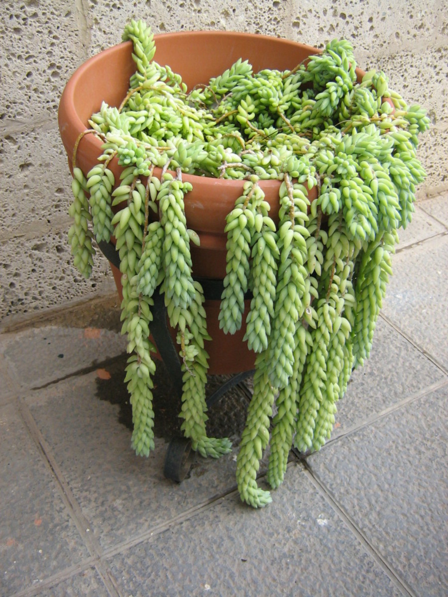 How to Grow Burro's Tail (Donkey Tail)