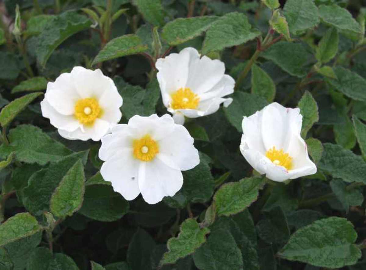 You won't be able to stop smiling when you see these cheery white flowers with the yellow center. White rockroses are one species of rockrose available in North America.