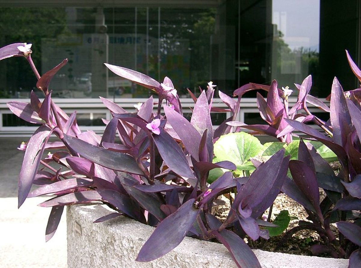 Tradescantia pallida has solid purple leaves.