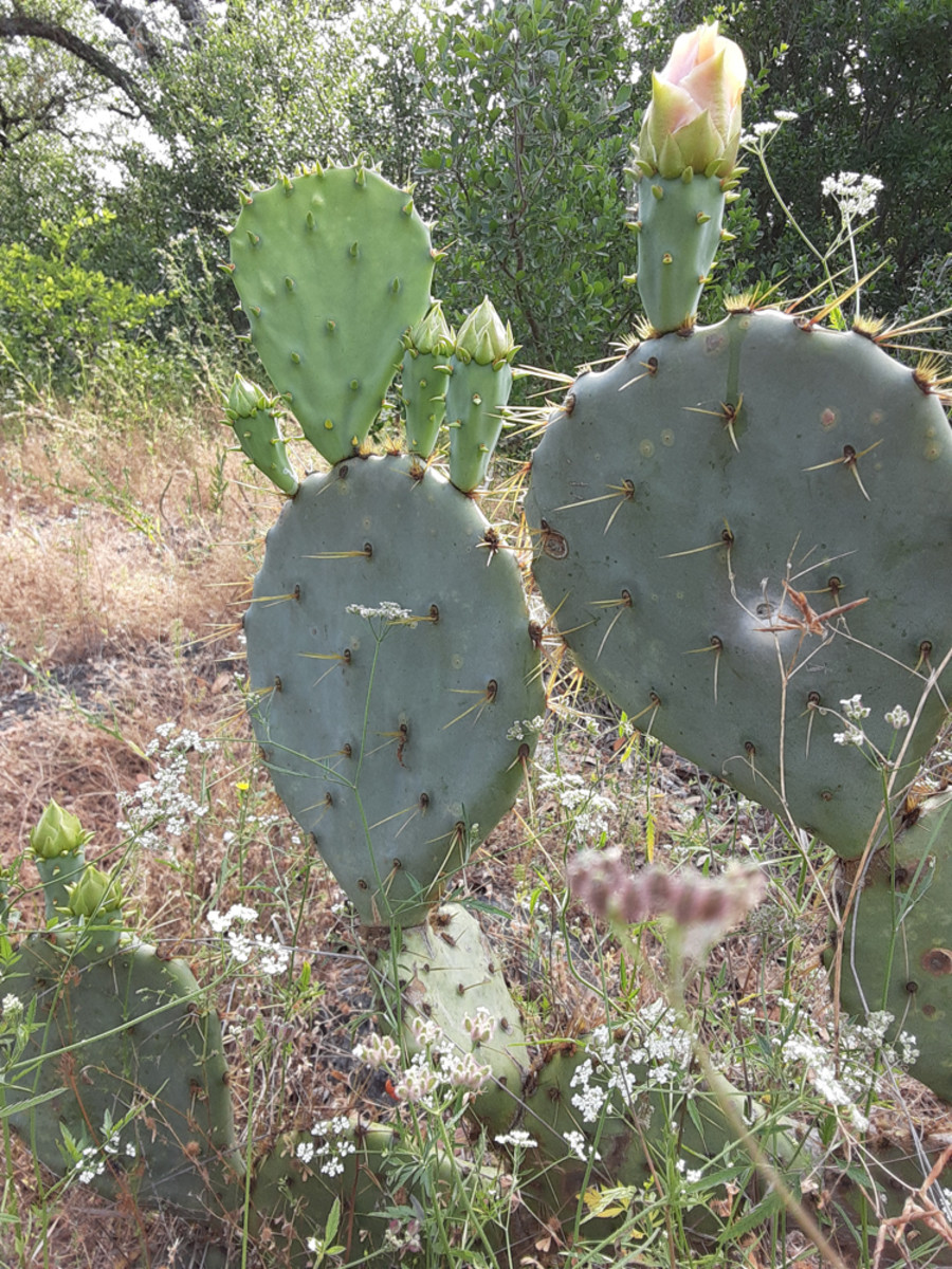 Learn how to safely collect, prepare, and cook prickly pear pads or leaves.
