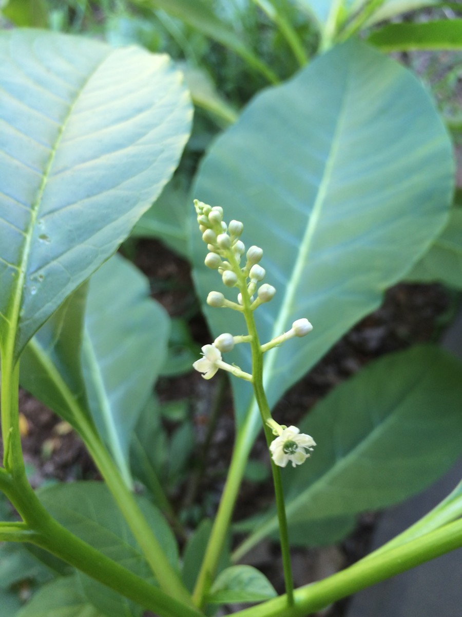 Small white berries: plant is harvestable.