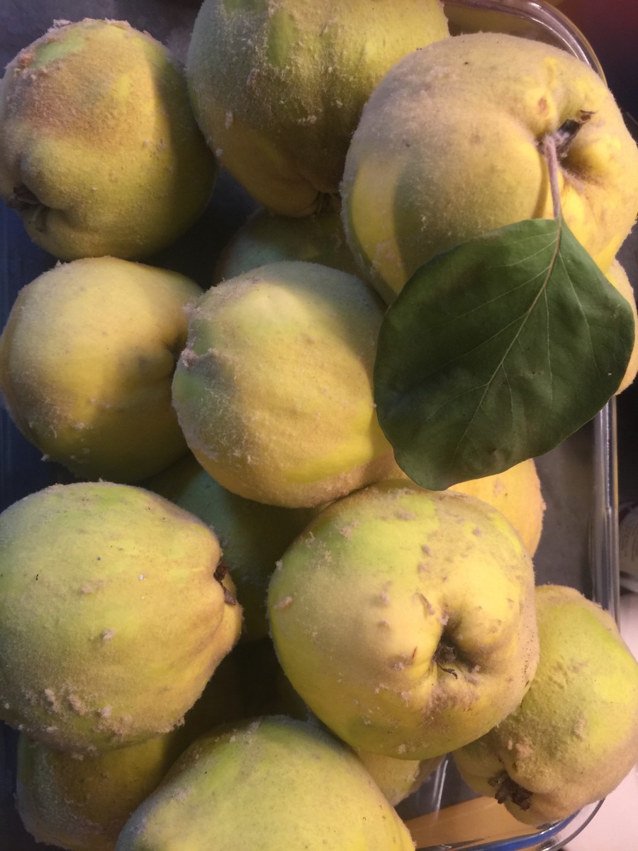 To start with, quinces look like this.