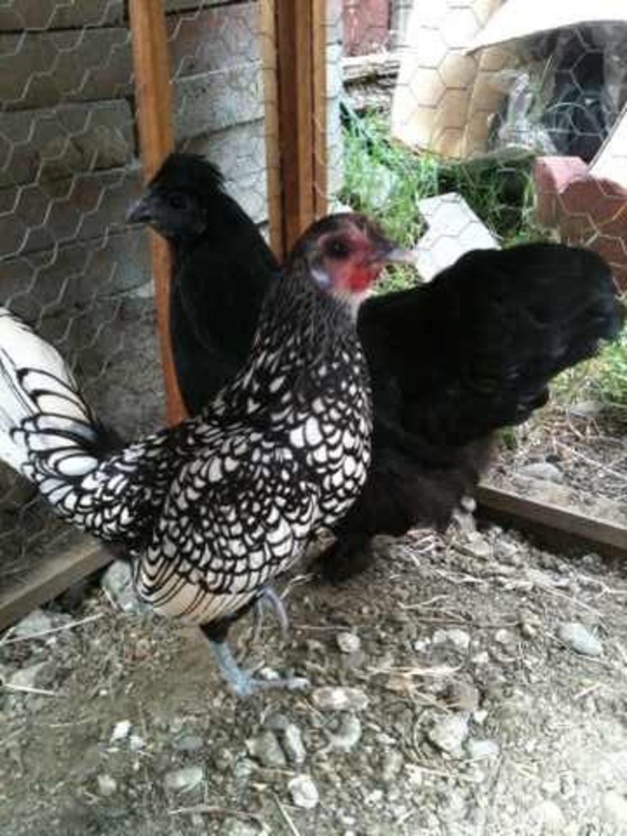These are my free range chickens...they produce smaller, but more flavorful and nutritious eggs every day!