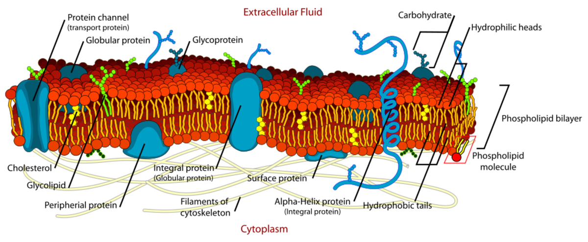 A representation of the cell membrane of a eukaryotic cell