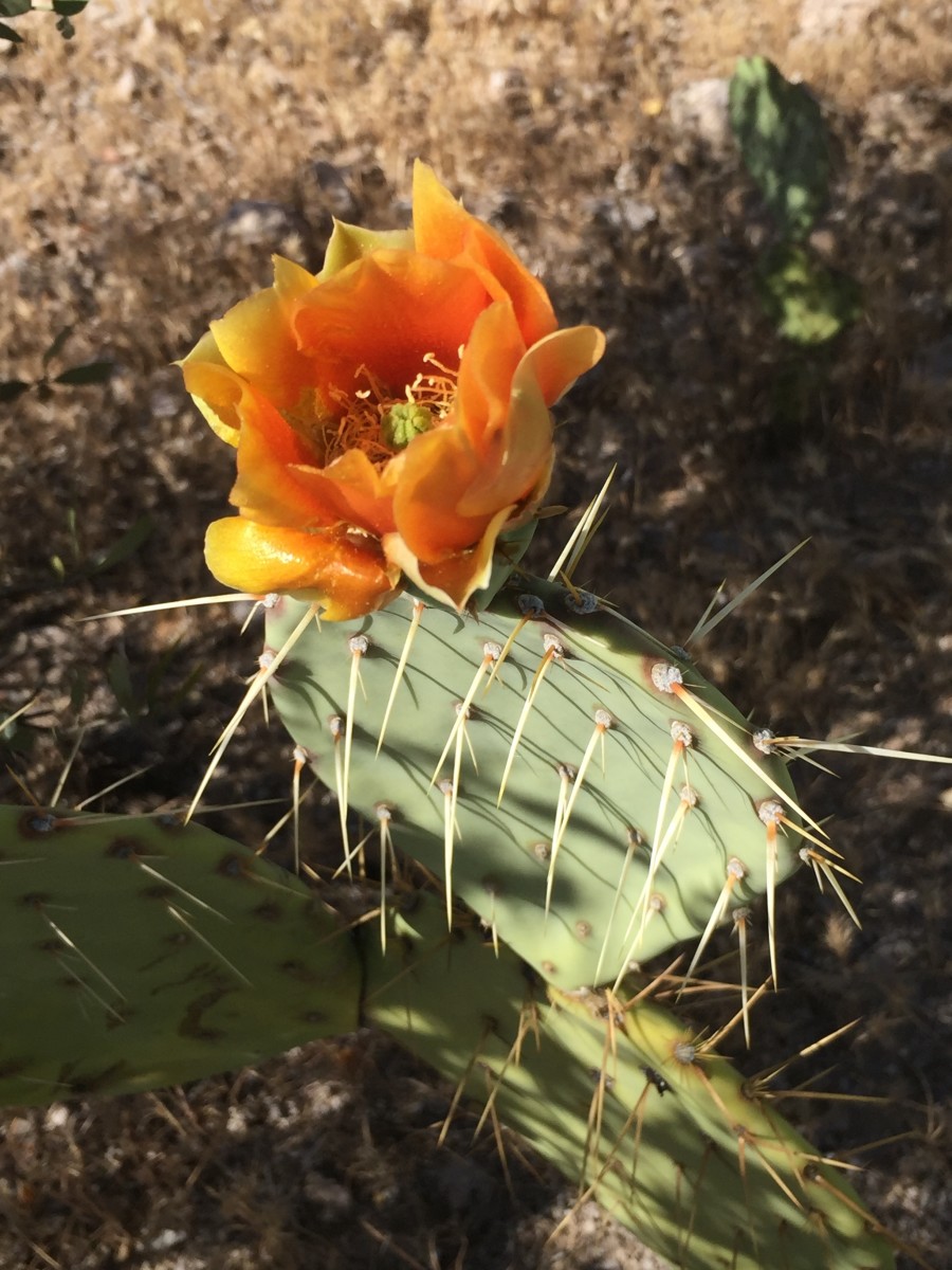 Flower on Prickly Pear Cactus in bloom along Second Water Trail abovet Canyon Lake, Arizona