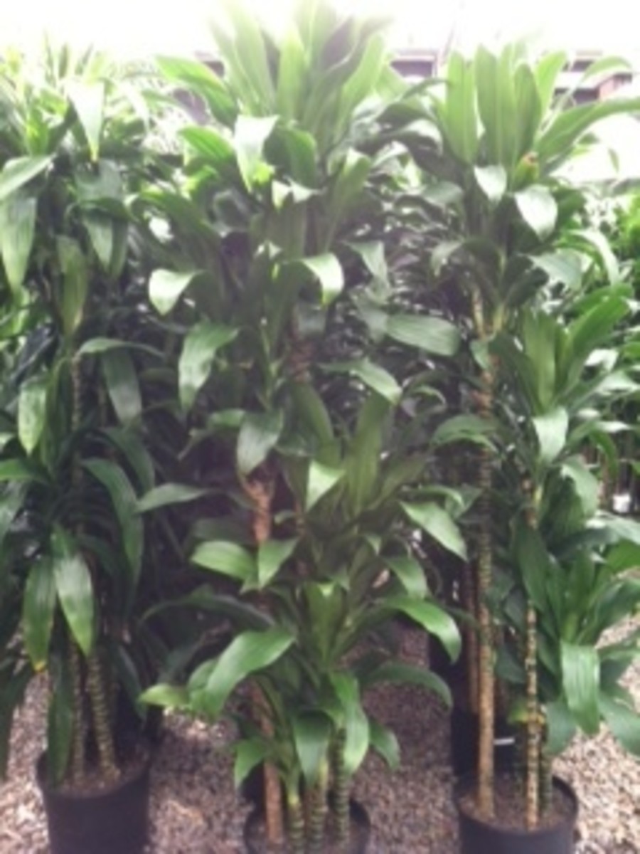 Caring for Dracaena Lisa (Corn Plant) Dengarden Home and Garden